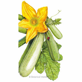 Botanical Interests, Inc. - Dirani Summer Squash Seeds
