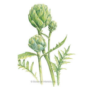 Botanical Interests, Inc. - Green Globe Improved Artichoke Seeds