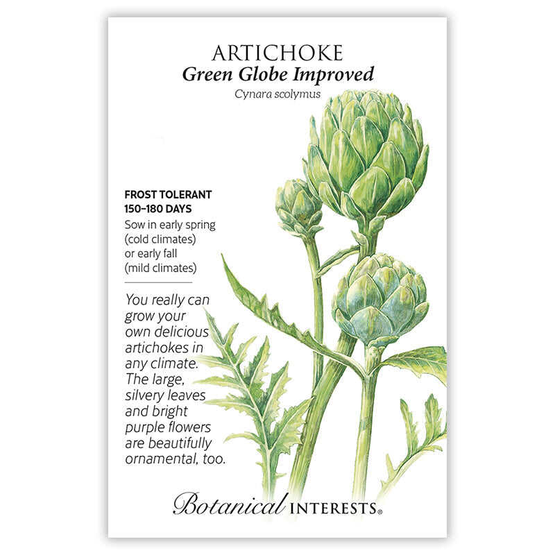 Botanical Interests, Inc. - Green Globe Improved Artichoke Seeds