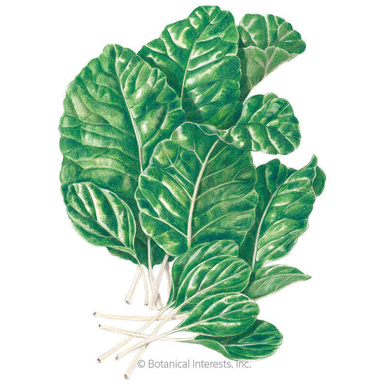 Botanical Interests, Inc. - Tendergreen Mustard Spinach Seeds