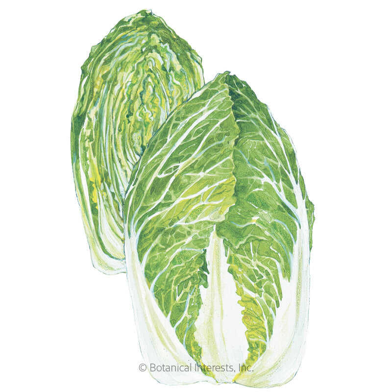 Botanical Interests, Inc. - One Kilo Slow Bolt Napa Cabbage Seeds