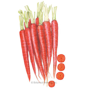 Botanical Interests, Inc. - Atomic Red Carrot Seeds