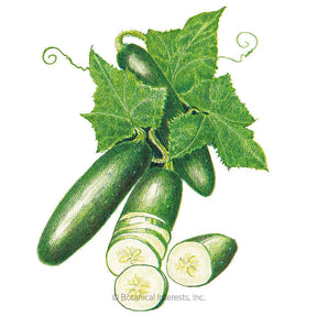 Botanical Interests, Inc. - Poinsett 76 Cucumber Seeds
