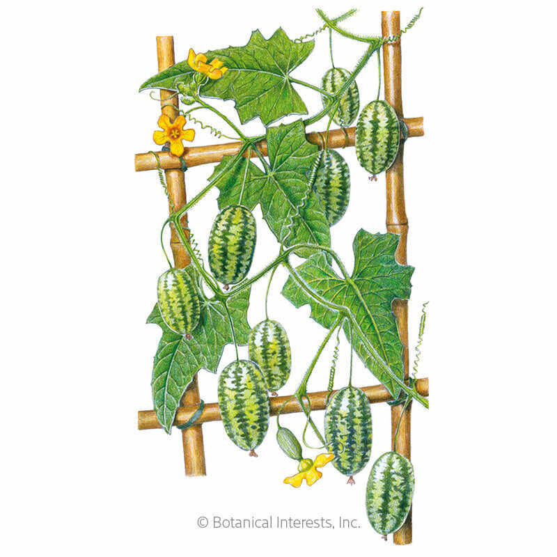 Botanical Interests, Inc. - Mouse Melon Cucamelon Melon Seeds