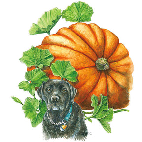 Botanical Interests, Inc. - Atlantic Giant Pumpkin Seeds