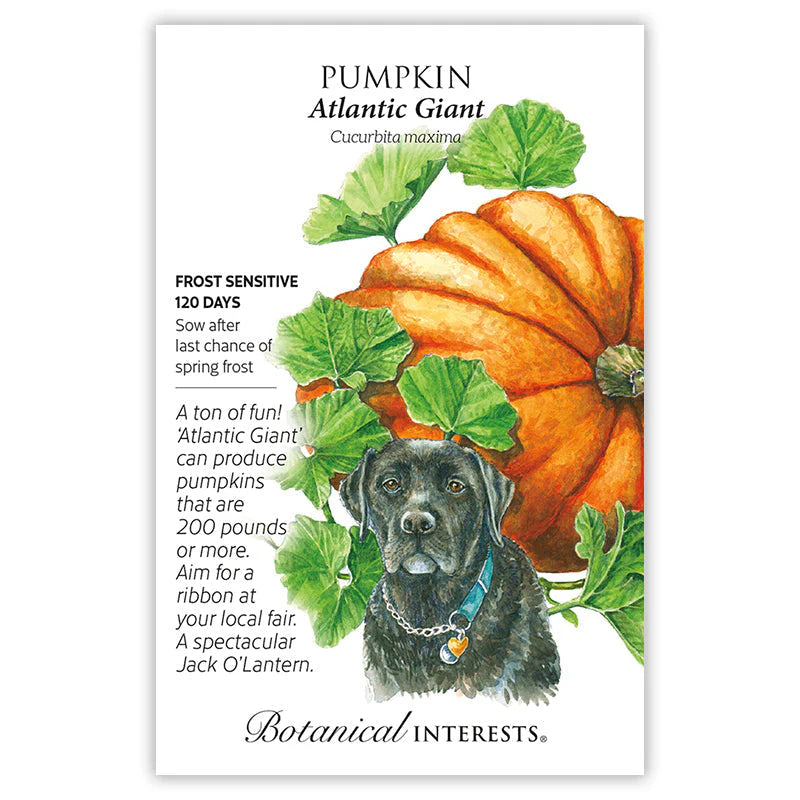 Botanical Interests, Inc. - Atlantic Giant Pumpkin Seeds