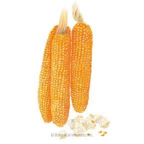 Botanical Interests, Inc. - Robust Pop R400MR Popcorn Corn Seeds