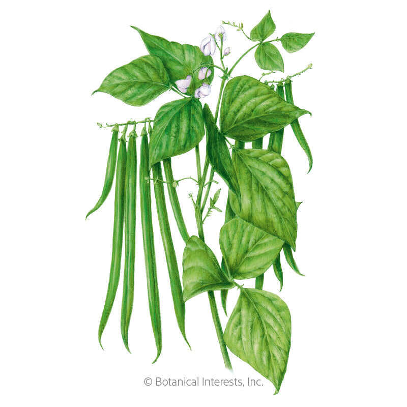 Botanical Interests, Inc. - Ferrari Bush Bean Seeds