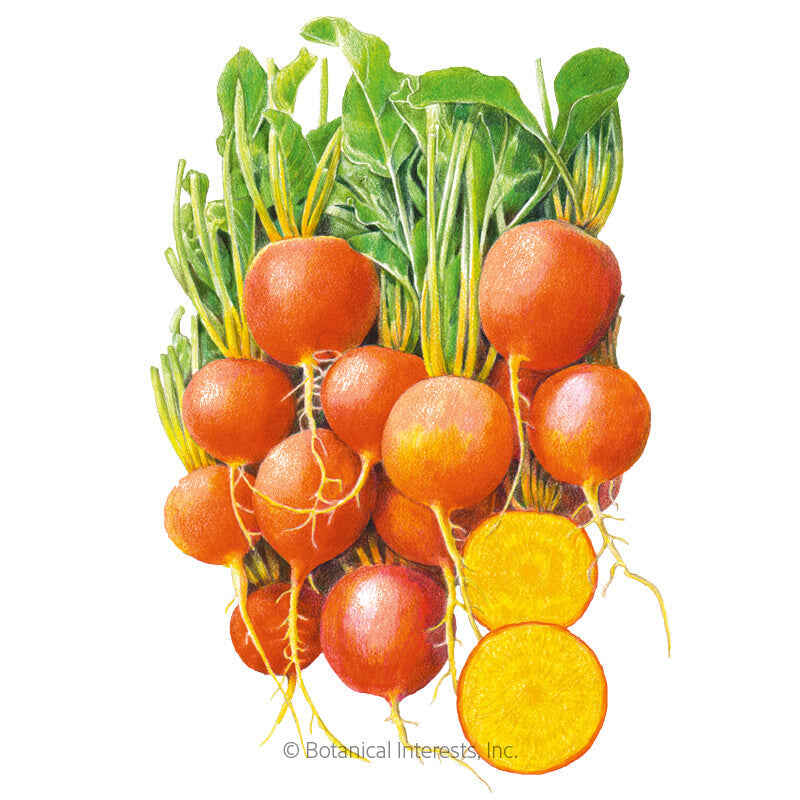 Botanical Interests, Inc. - Golden Boy Beet Seeds