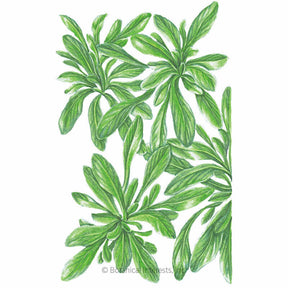 Botanical Interests, Inc. - Big Seeded Mache (Corn Salad) Seeds