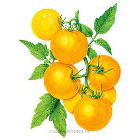 Botanical Interests, Inc. - Golden Jubilee Pole Tomato Seeds