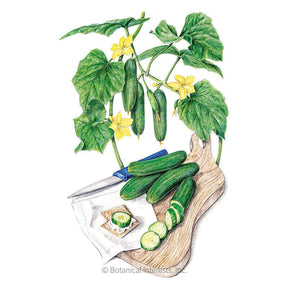 Botanical Interests, Inc. - Muncher Persian Cucumber Seeds