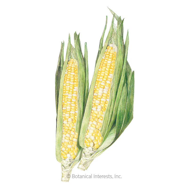 Botanical Interests, Inc. - Ambrosia Sweet Corn Seeds
