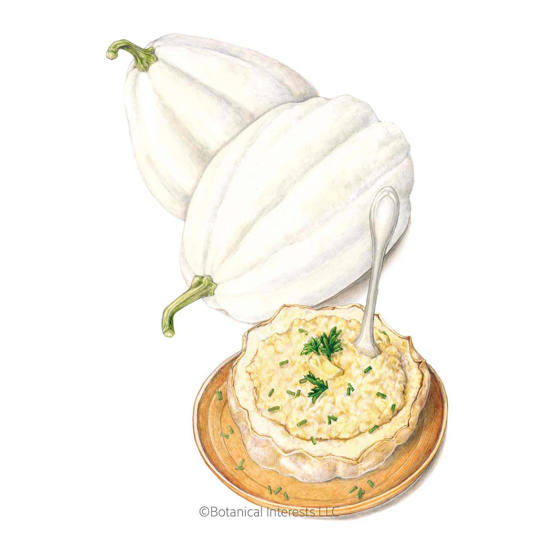 Botanical Interests, Inc. - Mashed Potatoes Acorn Winter Squash Seeds