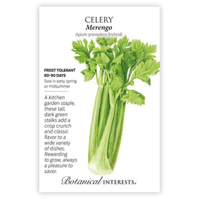 Celery Merengo Hybrid Seeds