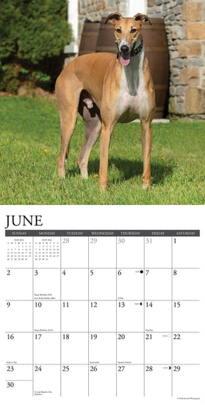 2024 Greyhounds Calendar