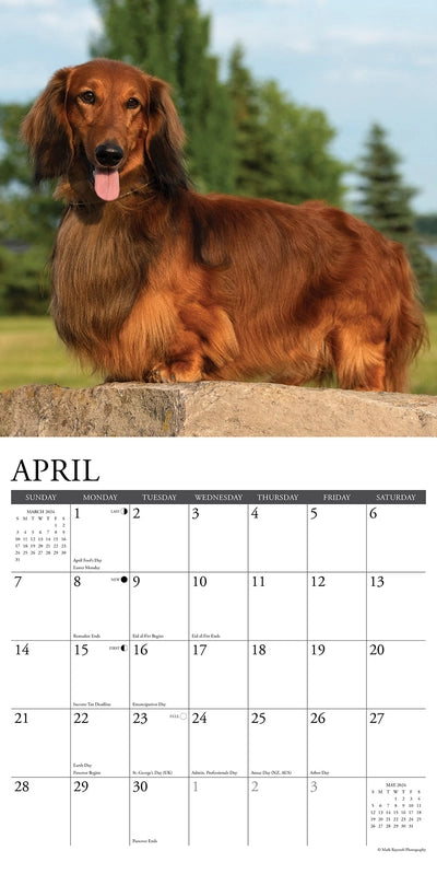 2024 Dachshunds Calendar