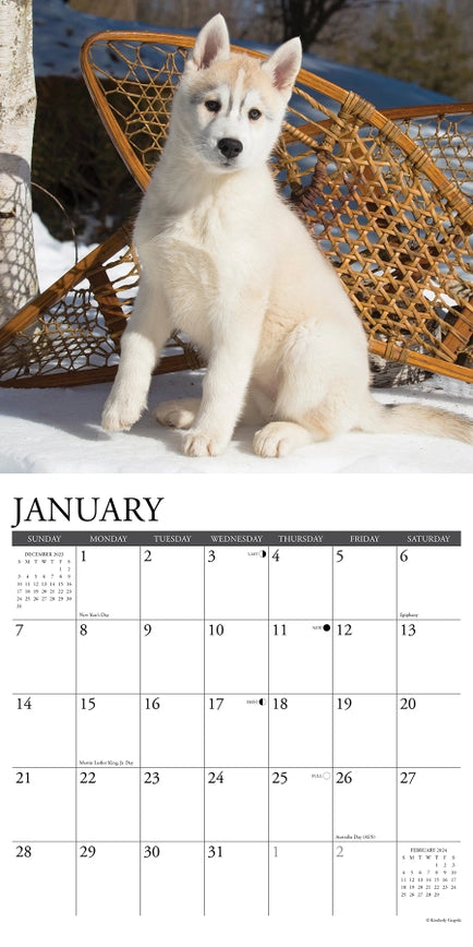 2024 Siberian Husky Puppies Calendar