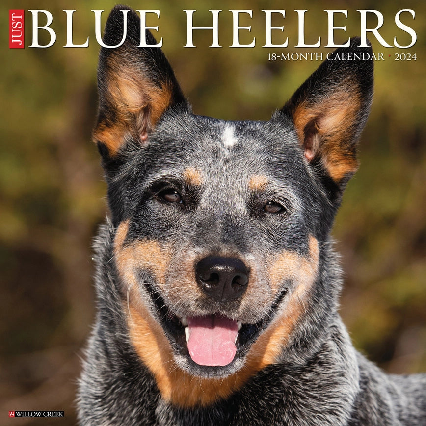 2024 Blue Heelers Calendar