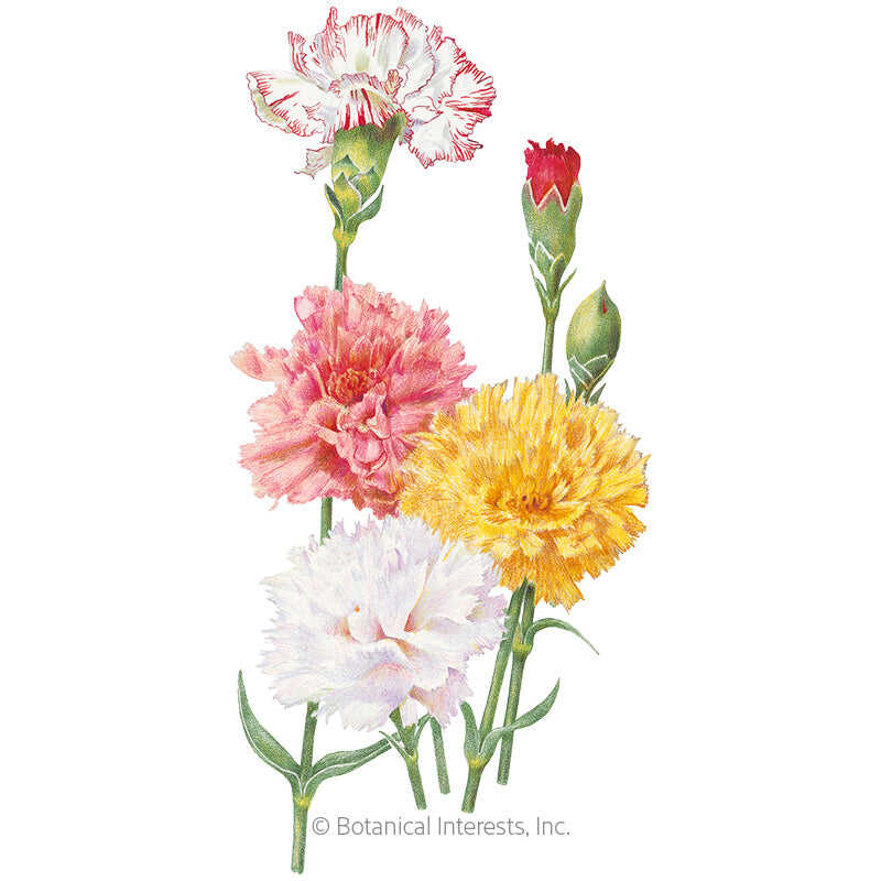 Botanical Interests, Inc. - Carnation Chabaud Blend Seeds - Southern Agriculture 