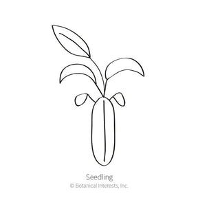 Botanical Interests, Inc. - Carnation Chabaud Blend Seeds - Southern Agriculture 