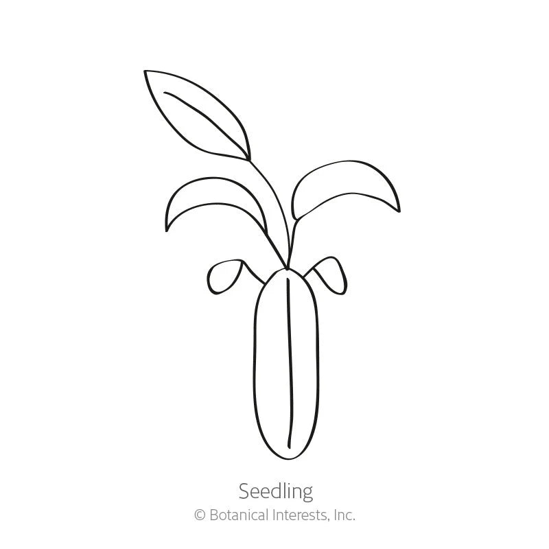 Botanical Interests, Inc. - Carnation Chabaud Blend Seeds - Southern Agriculture 