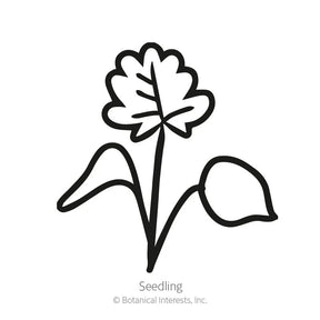 Botanical Interests, Inc. - Columbine Rocky Mountain Blue Seeds