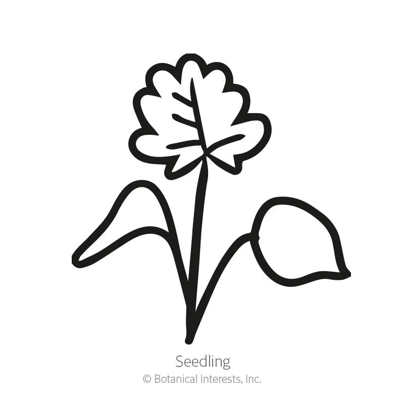 Botanical Interests, Inc. - Columbine Rocky Mountain Blue Seeds