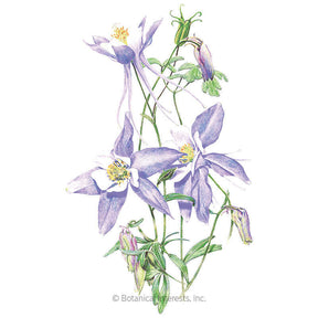 Botanical Interests, Inc. - Columbine Rocky Mountain Blue Seeds