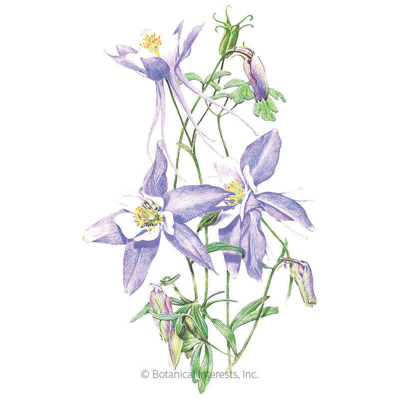 Botanical Interests, Inc. - Columbine Rocky Mountain Blue Seeds