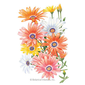 African Daisy Cape Marigold Seeds