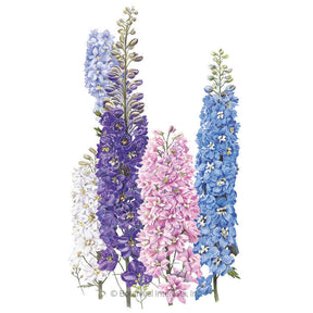 Pacific Giants Blend Delphinium Seeds