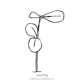 Botanical Interests, Inc. - Flax Blue & Breezy Seeds