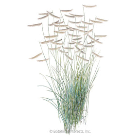 Botanical Interests, Inc. - Blue Grama Grass Seeds