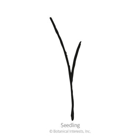 Botanical Interests, Inc. - Blue Grama Grass Seeds