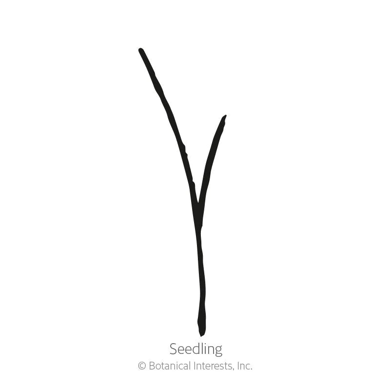 Botanical Interests, Inc. - Blue Grama Grass Seeds