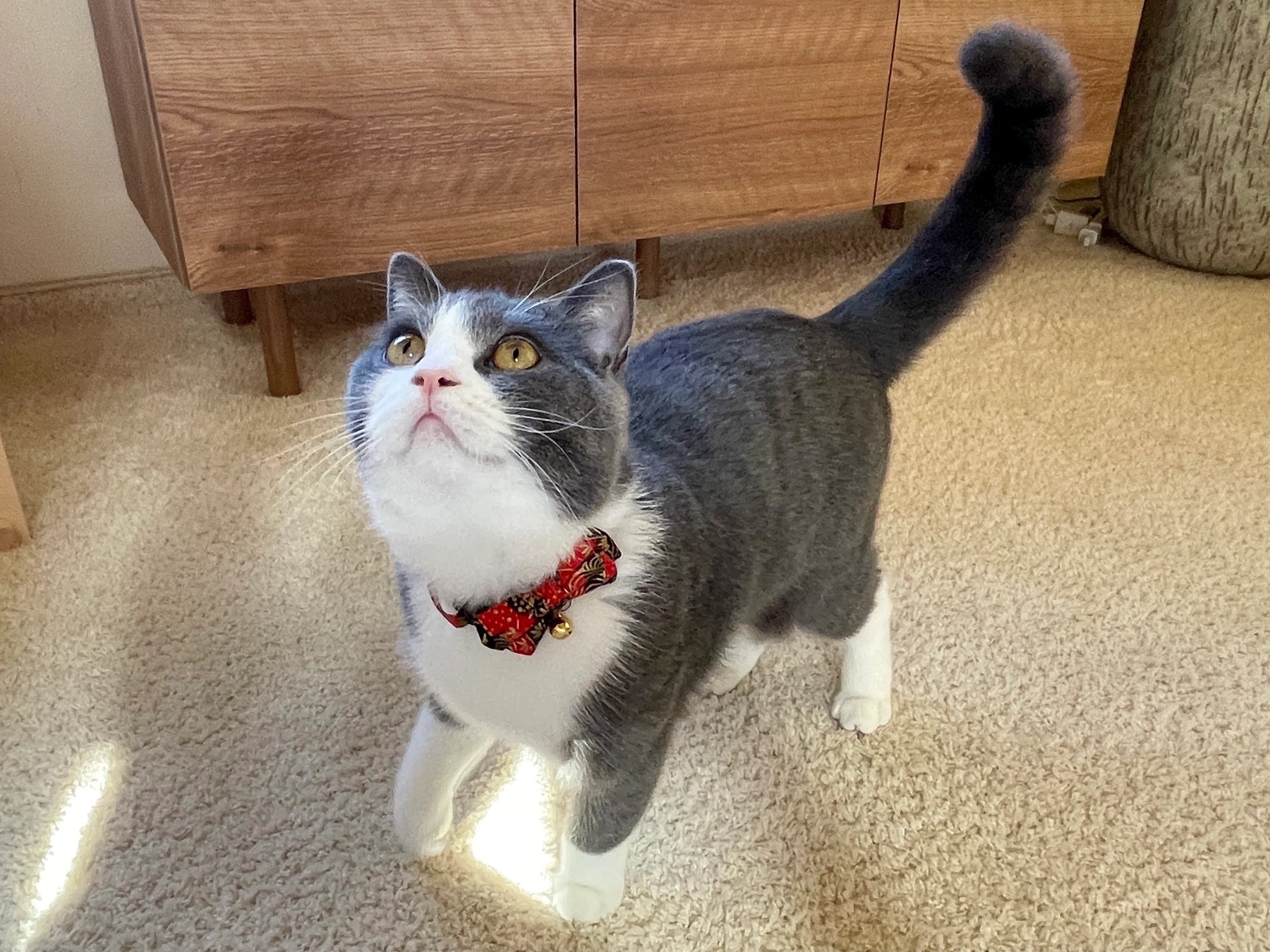 Cat Collar Gilded Gold Bow Tie