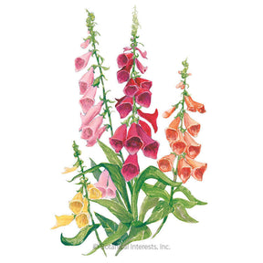 Botanical Interests, Inc. - Foxglove Gloxinia Flora Blend Seeds
