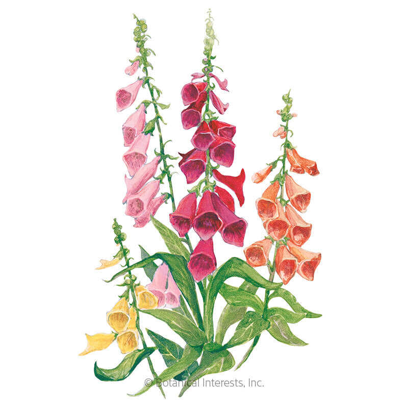 Botanical Interests, Inc. - Foxglove Gloxinia Flora Blend Seeds