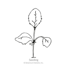 Botanical Interests, Inc. - Foxglove Gloxinia Flora Blend Seeds