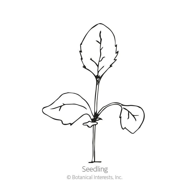 Botanical Interests, Inc. - Foxglove Gloxinia Flora Blend Seeds