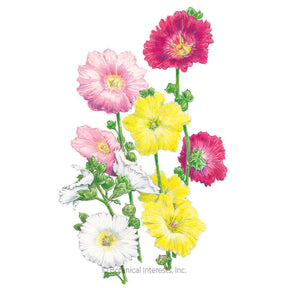 Botanical Interests, Inc. - Hollyhock Indian Spring Seeds