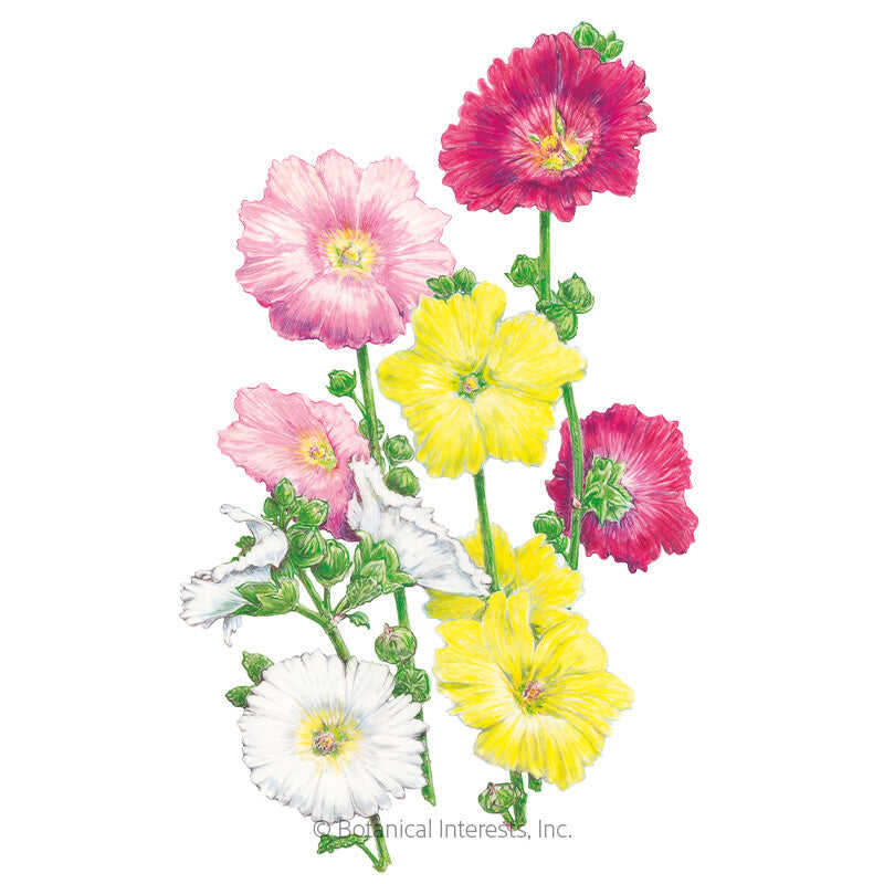 Botanical Interests, Inc. - Hollyhock Indian Spring Seeds