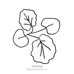 Botanical Interests, Inc. - Hollyhock Indian Spring Seeds