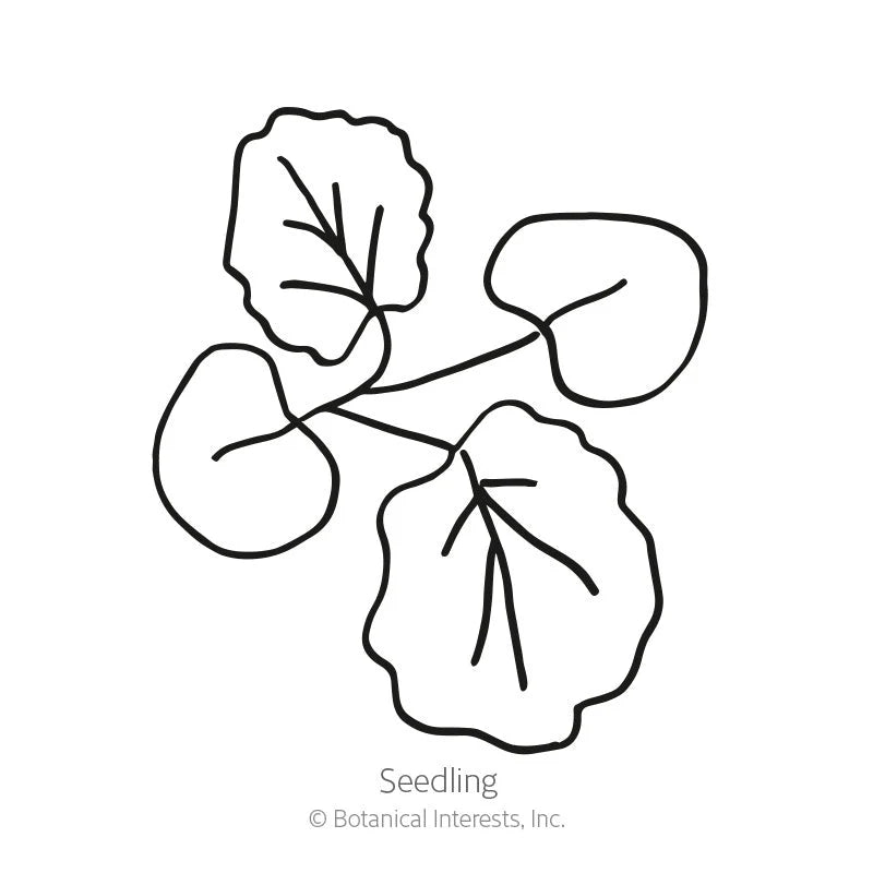 Botanical Interests, Inc. - Hollyhock Indian Spring Seeds