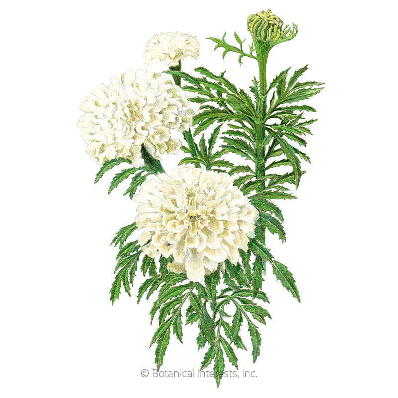 Botanical Interests, Inc
