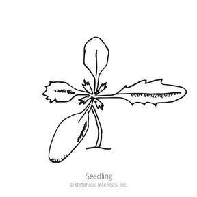 Botanical Interests, Inc. - Marigold African Kilimanjaro White Seeds