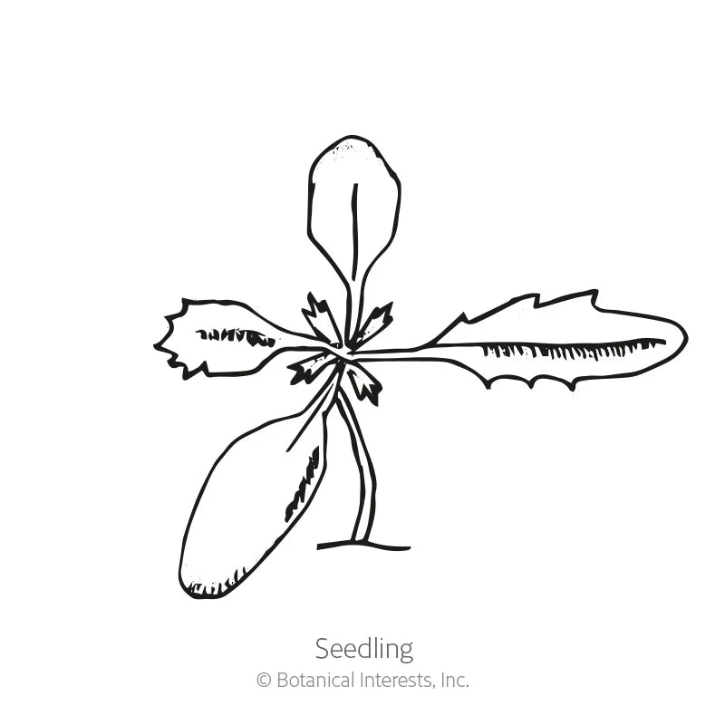 Botanical Interests, Inc. - Marigold African Kilimanjaro White Seeds