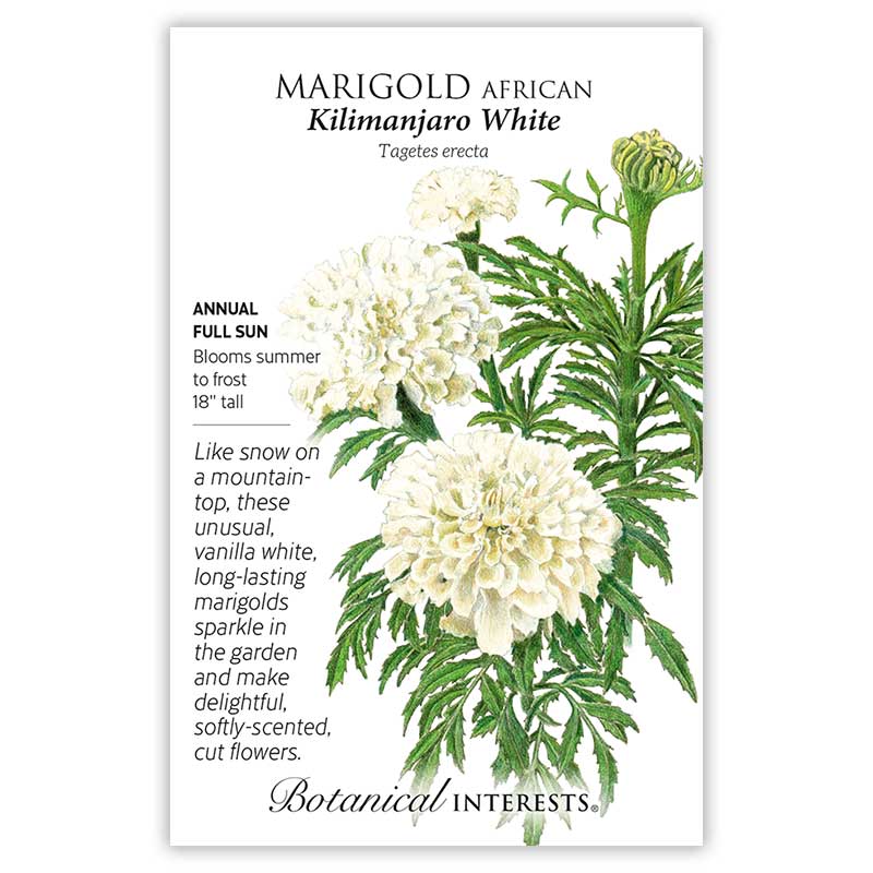 Botanical Interests, Inc. - Marigold African Kilimanjaro White Seeds