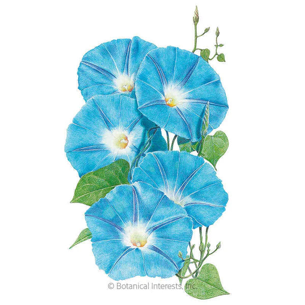 Morning Glory Heavenly Blue Seeds